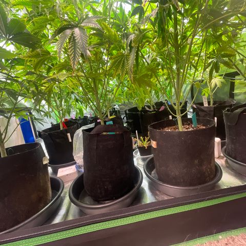 Rancid Rainbow #1 growlog timeline photo