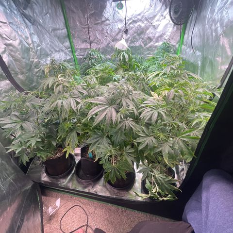 Rancid Rainbow #1 growlog timeline photo
