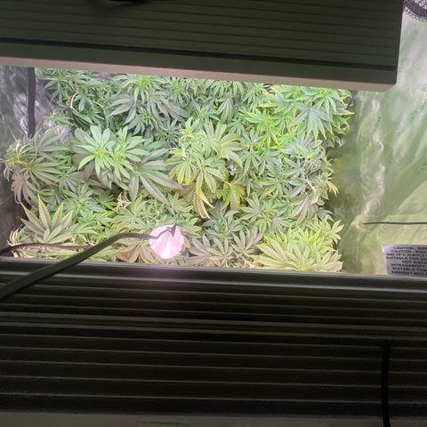 Rancid Rainbow #1 growlog timeline photo