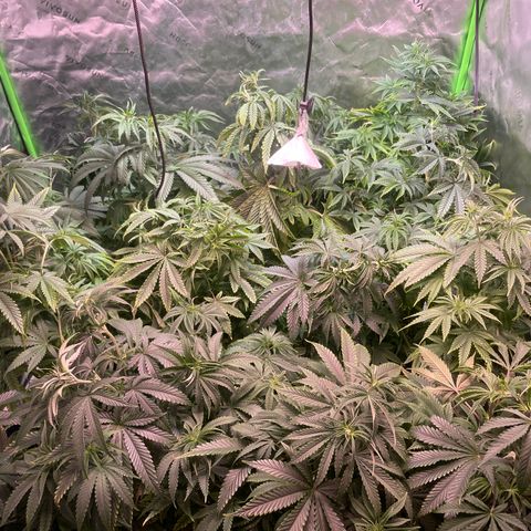 Rancid Rainbow #1 growlog timeline photo