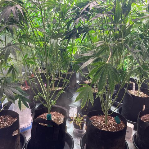 Rancid Rainbow #1 growlog photo: Light Defoliation defoliation on day 15-25