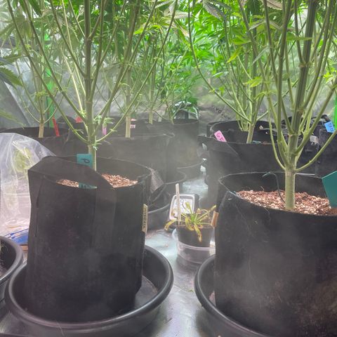 Rancid Rainbow #1 growlog photo: Light Defoliation defoliation on day 15-25