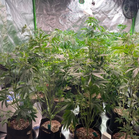 Rancid Rainbow #1 growlog photo: Light Defoliation defoliation on day 15-25