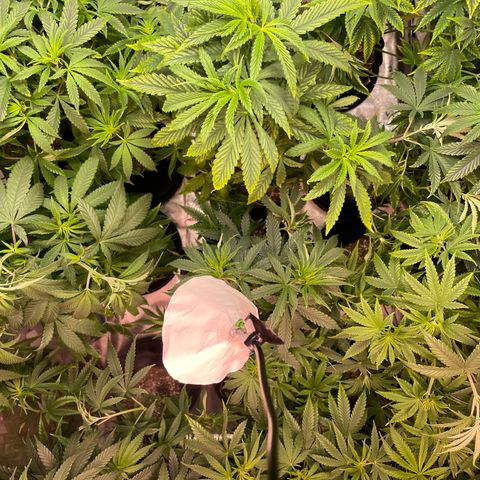 Rancid Rainbow #1 growlog photo: Light Defoliation defoliation on day 15-25