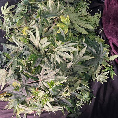 Rancid Rainbow #1 growlog timeline photo