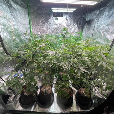 Rancid Rainbow #1 growlog timeline photo