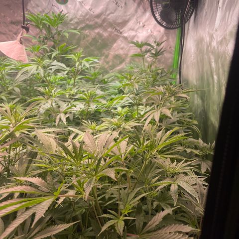 Rancid Rainbow #1 growlog timeline photo