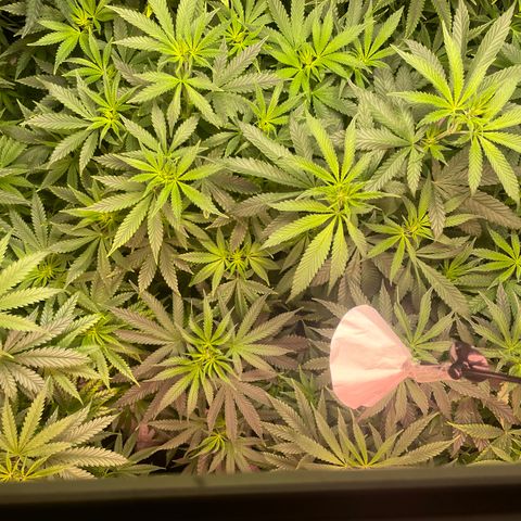 Rancid Rainbow #1 growlog timeline photo