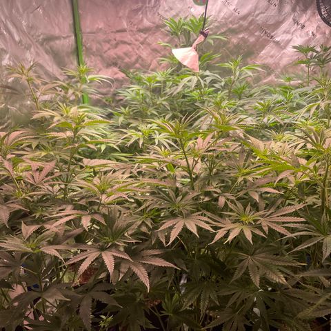 Rancid Rainbow #1 growlog timeline photo