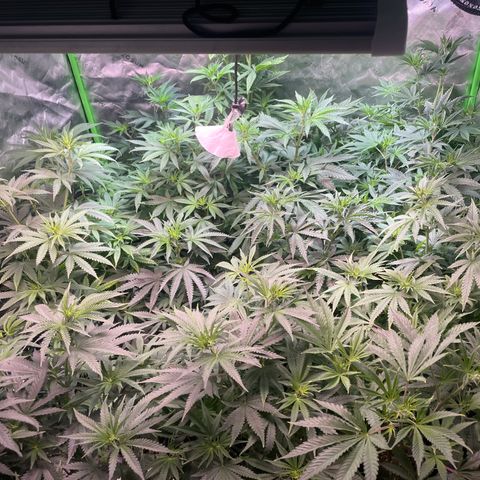 Rancid Rainbow #1 growlog timeline photo