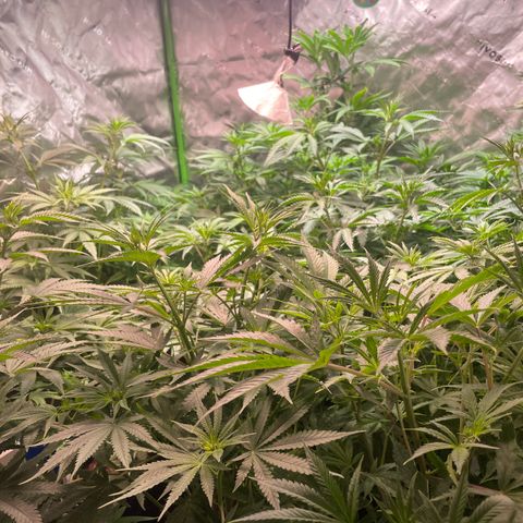 Rancid Rainbow #1 growlog timeline photo