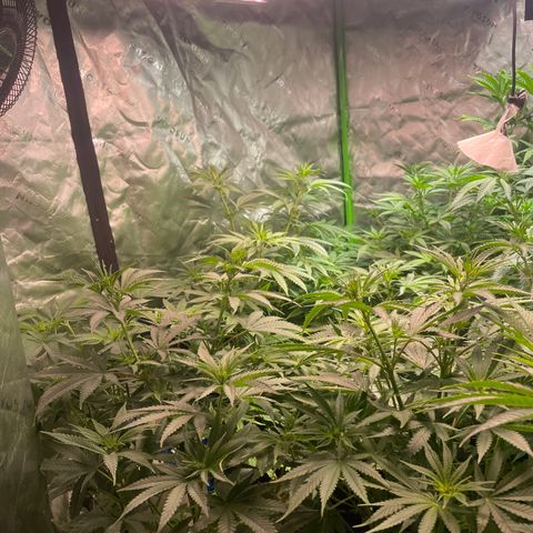 Rancid Rainbow #1 growlog timeline photo