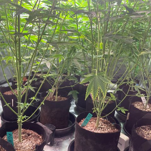 Rancid Rainbow #1 growlog timeline photo