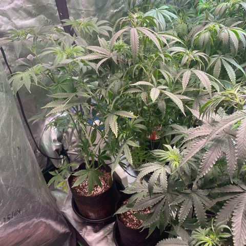 Rancid Rainbow #1 growlog timeline photo