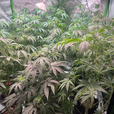 Rancid Rainbow #1 growlog timeline photo