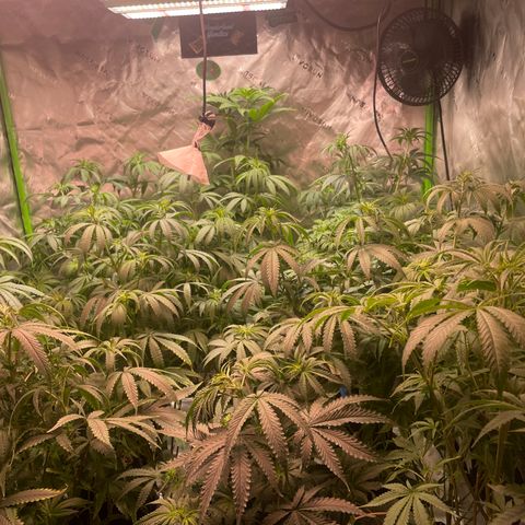 Rancid Rainbow #1 growlog timeline photo