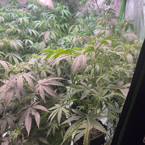 Rancid Rainbow #1 growlog timeline photo