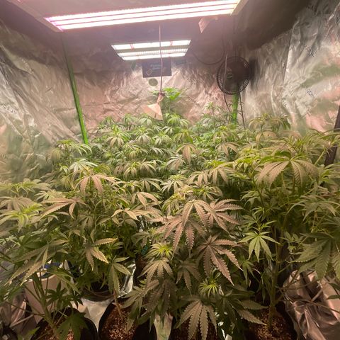 Rancid Rainbow #1 growlog timeline photo