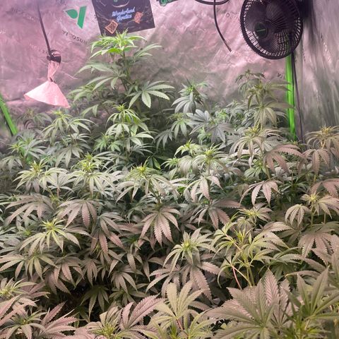 Rancid Rainbow #1 growlog timeline photo