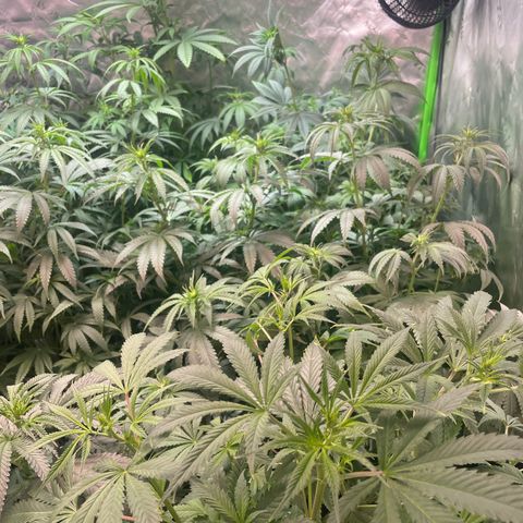 Rancid Rainbow #1 growlog timeline photo