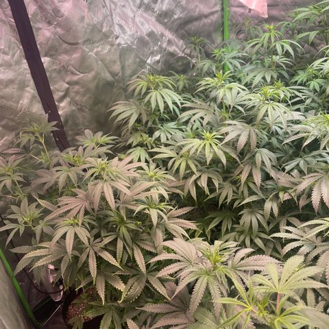Rancid Rainbow #1 growlog timeline photo