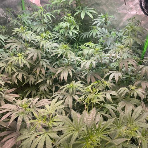 Rancid Rainbow #1 growlog timeline photo
