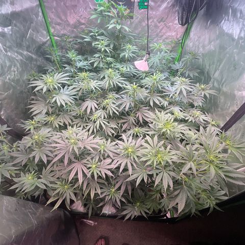 Rancid Rainbow #1 growlog photo: Day 14 of Flower 