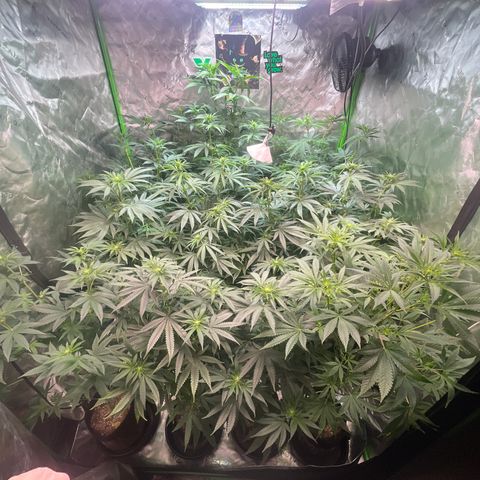 Rancid Rainbow #1 growlog photo: Day 14 of Flower 