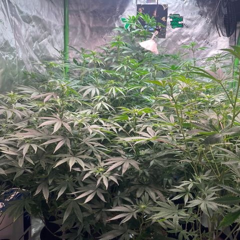 Rancid Rainbow #1 growlog photo: Day 14 of Flower 