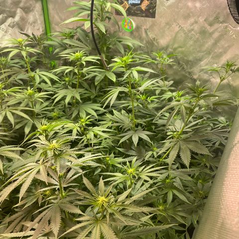 Rancid Rainbow #1 growlog photo: Day 14 of Flower 