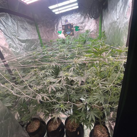 Rancid Rainbow #1 growlog timeline photo