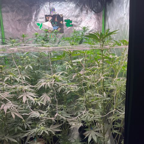 Rancid Rainbow #1 growlog timeline photo
