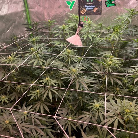 Rancid Rainbow #1 growlog timeline photo
