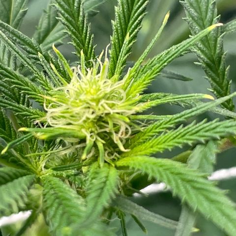 Rancid Rainbow #1 growlog timeline photo