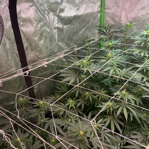 Rancid Rainbow #1 growlog timeline photo