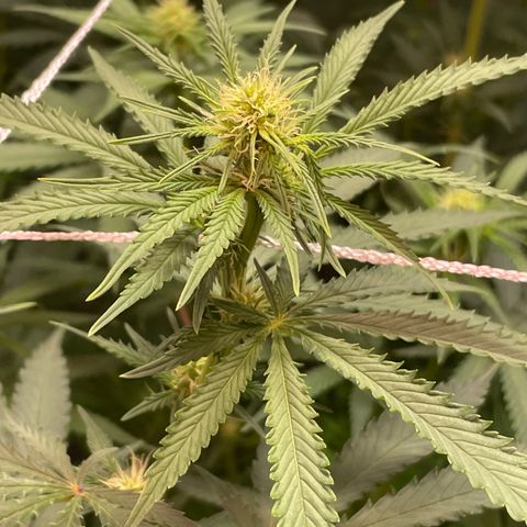 Rancid Rainbow #1 growlog timeline photo