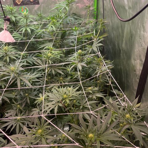 Rancid Rainbow #1 growlog timeline photo
