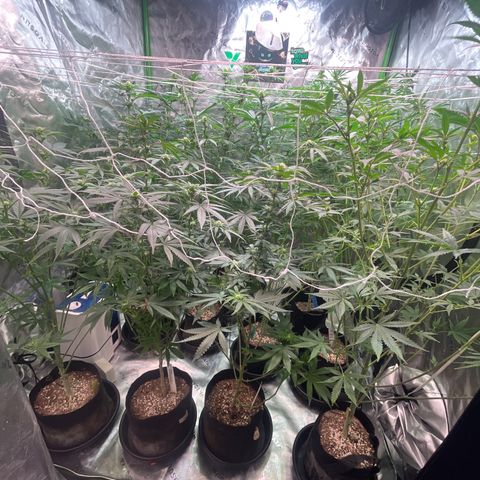 Rancid Rainbow #1 growlog timeline photo