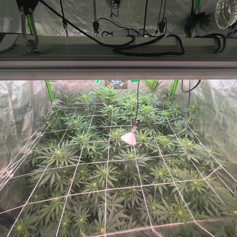 Rancid Rainbow #1 growlog timeline photo