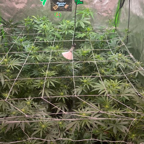 Rancid Rainbow #1 growlog timeline photo