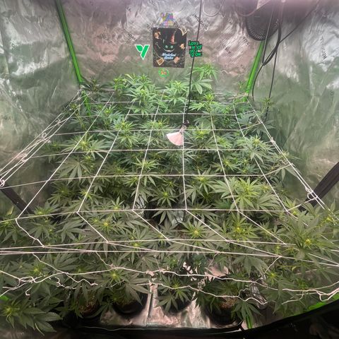 Rancid Rainbow #1 growlog timeline photo