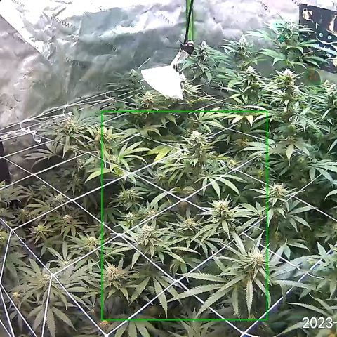 Rancid Rainbow #1 growlog timeline photo
