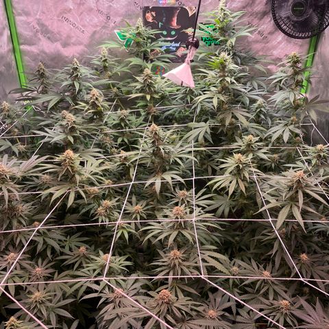 Rancid Rainbow #1 growlog timeline photo