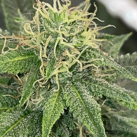 Apple Glitter #1 growlog photo: Day 33