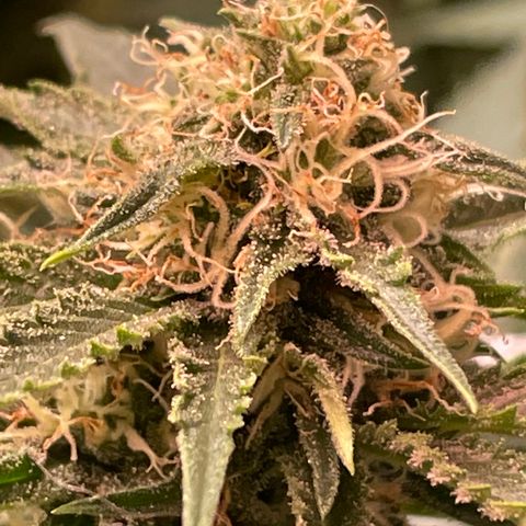 Purple Chem #1 growlog timeline photo