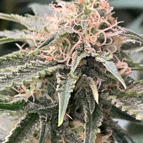 Purple Chem #1 growlog timeline photo