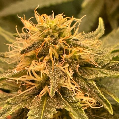 Purple Chem #2 growlog photo: Day 33