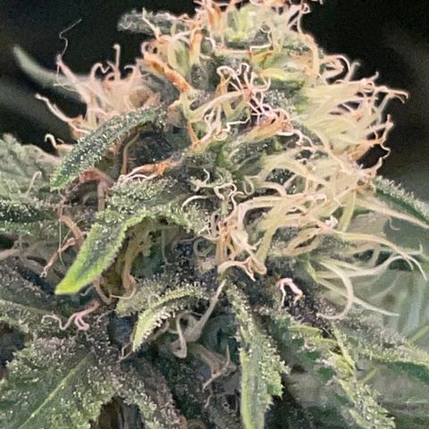 Purple Chem #2 growlog timeline photo