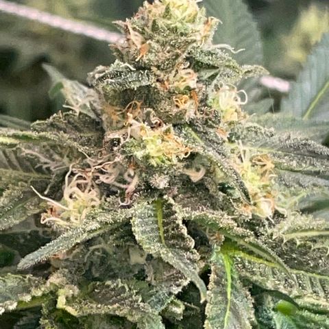 Rancid Rainbow #2 growlog timeline photo