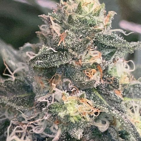 Rancid Rainbow #2 growlog timeline photo